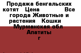 Продажа бенгальских котят › Цена ­ 20 000 - Все города Животные и растения » Кошки   . Мурманская обл.,Апатиты г.